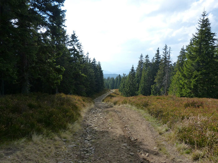 szlaki i lasy - turnusy rehabilitacyjne w górach